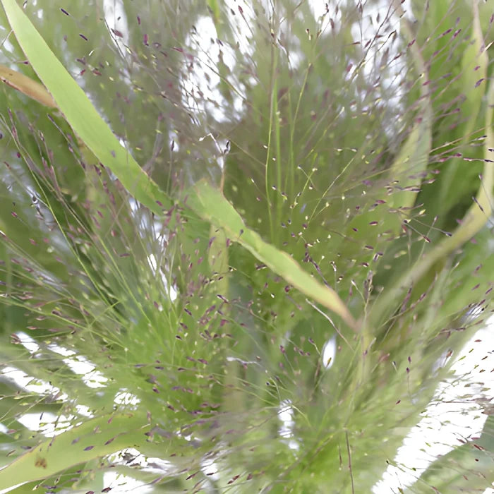 Wholesale greenery bulk explosion grass filler flowers sold near me for delivery