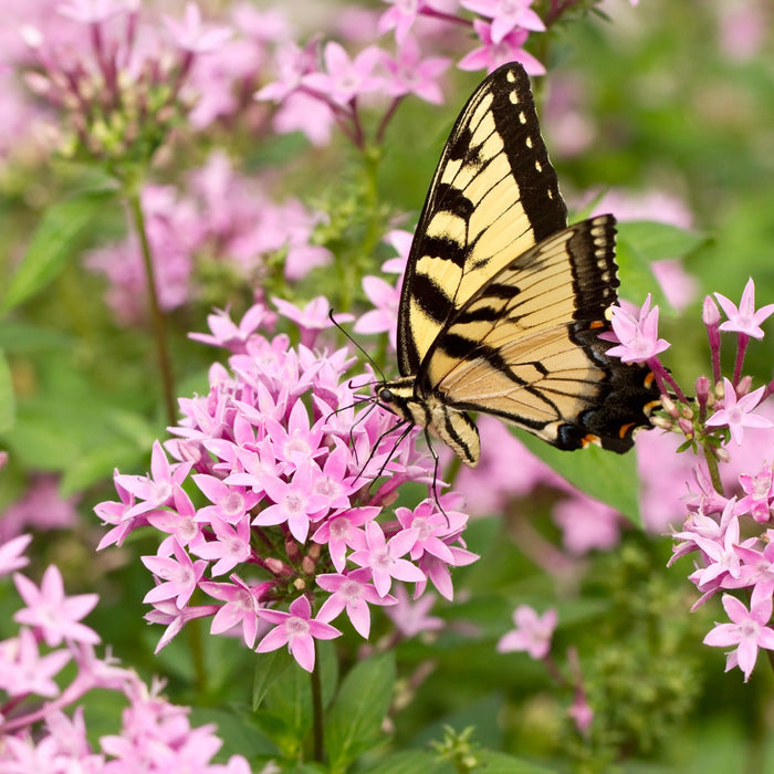 Butterfly Flower Fragrance Oil 290