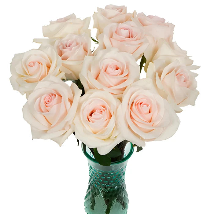 Cotton Candy Rose
