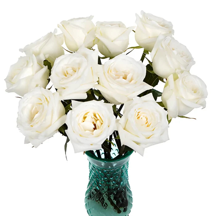 Fresh White Rose