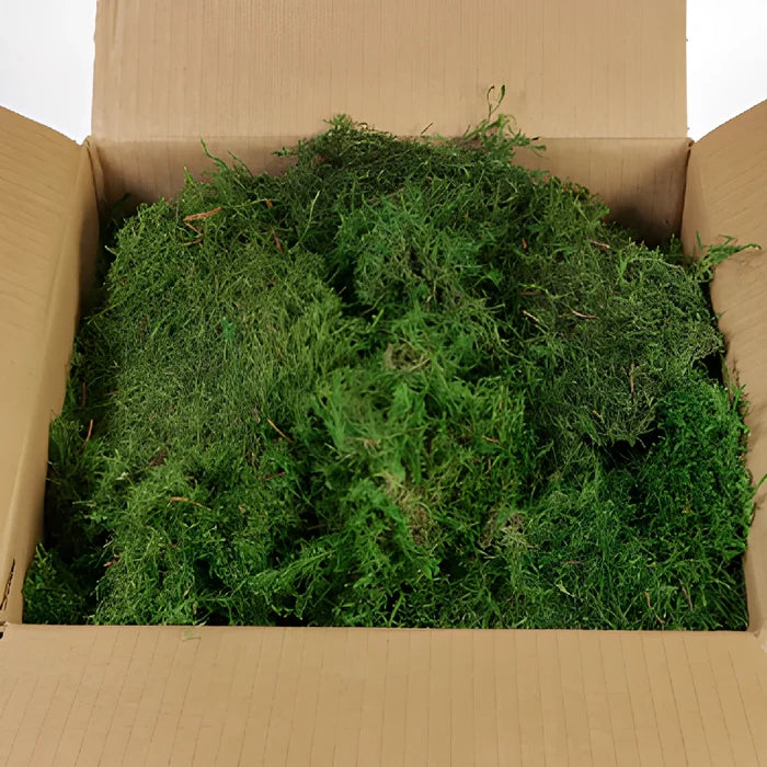 Preserved Sheet Moss