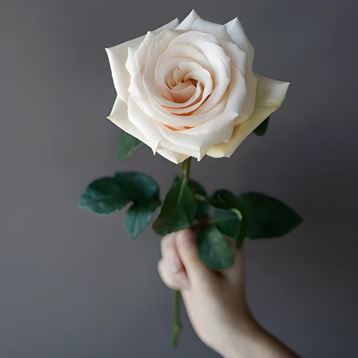 Queen of Pearl Rose