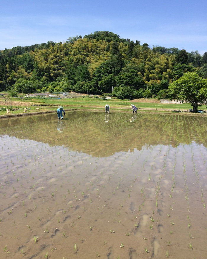 SKURO Rice - Koshihikari Brown