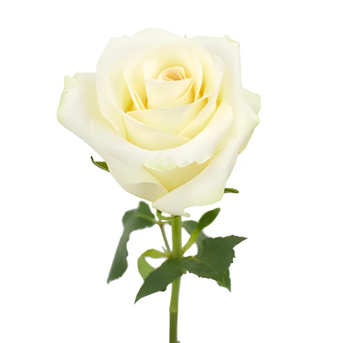 Sublime Champagne Rose Bloom