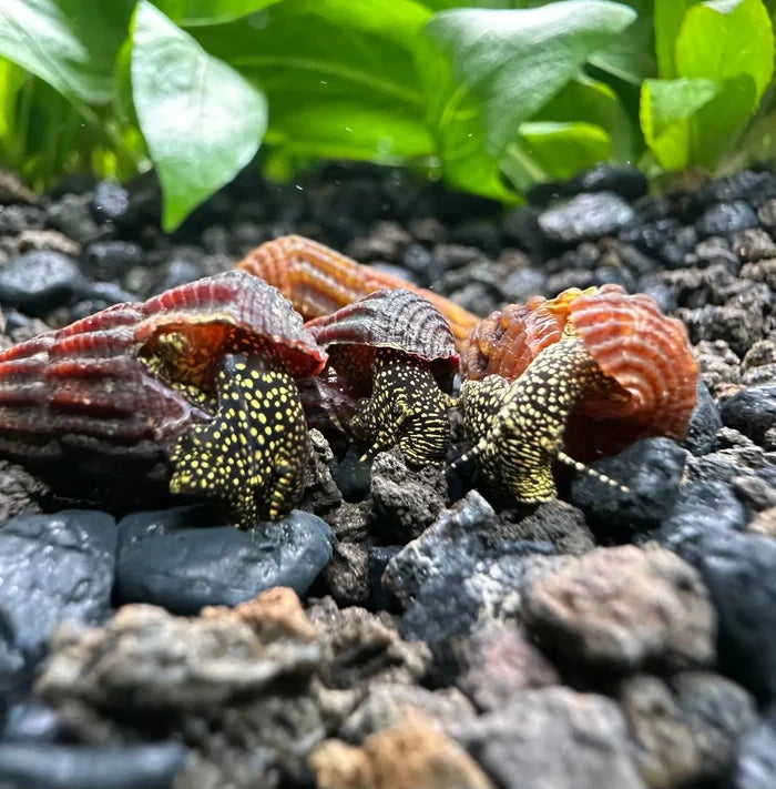 Mini Gold Spotted Rabbit Snail — live freshwater snail with gold-spotted body