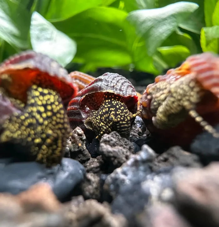 Mini Gold Spotted Rabbit Snail — red-yellow patterned spiral shell