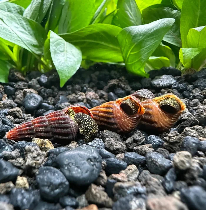 4 Mini Gold Spotted Rabbit Snails in red orange striped shell with green accents