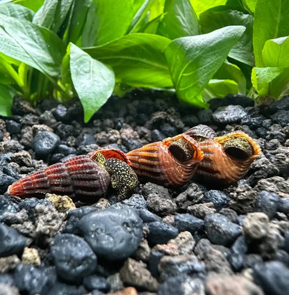 4 Mini Gold Spotted Rabbit Snails in red orange striped shell with green accents