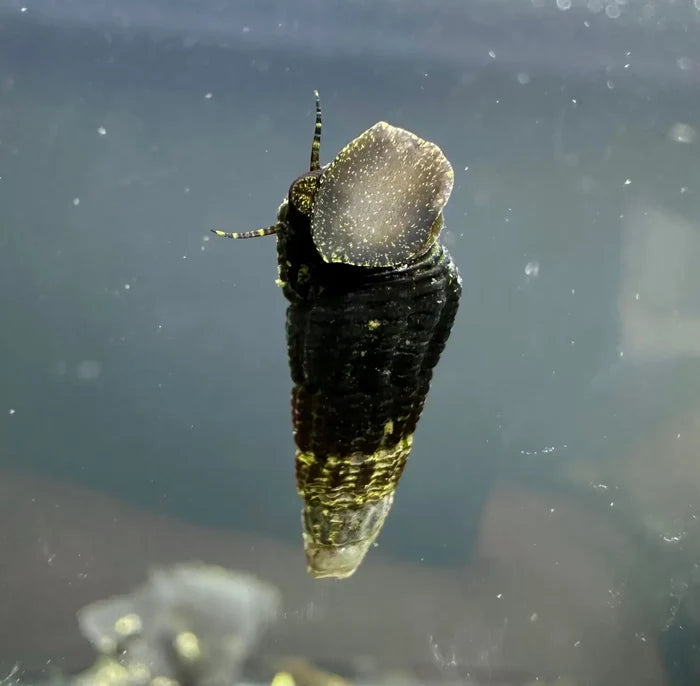 Mini Gold Spotted Rabbit Snails — live freshwater snails with black-gold shells