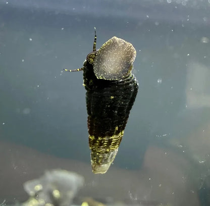 Mini Gold Spotted Rabbit Snails — live freshwater snails with black-gold shells