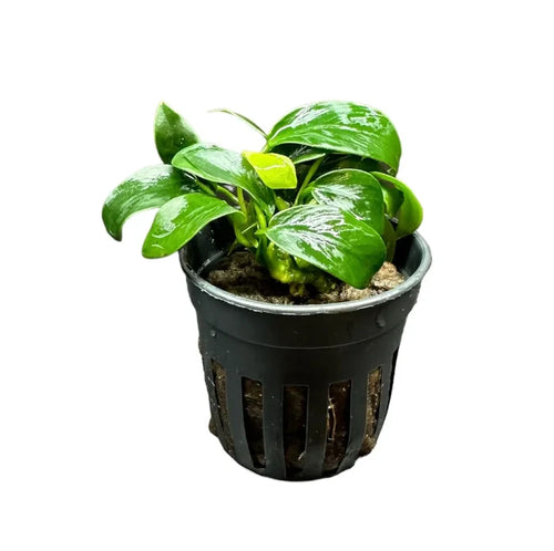 Anubias nana 'Bonsai' — live aquarium plant in black hydroponic pot
