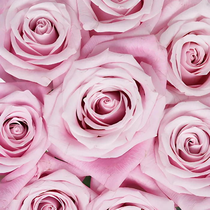 Bashful Pink Rose