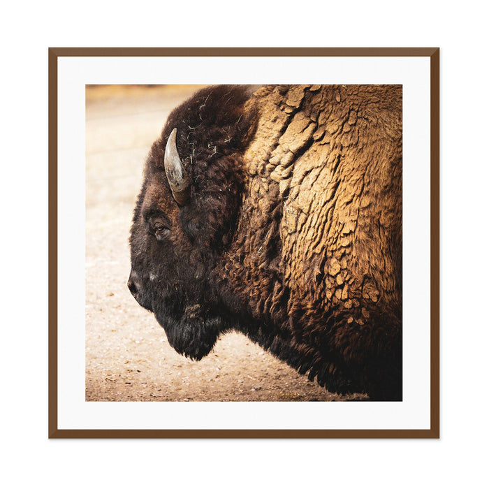 Bison 1 Wall Art