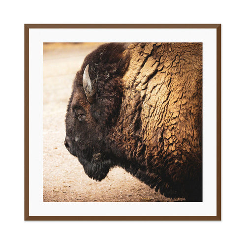 Bison 1 Wall Art
