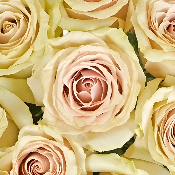 Blushing Sahara Sand Rose