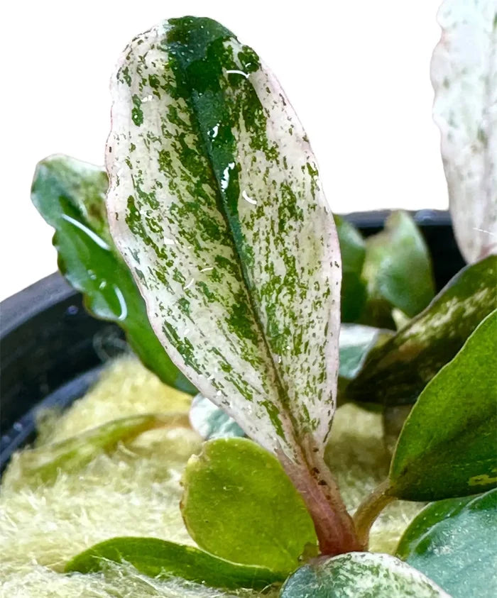 Glossy variegated green and white Bucephalandra leaf, slightly wet