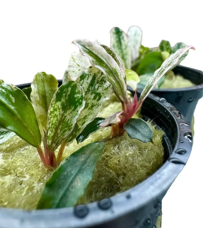Bucephalandra Variegated plant in black pot with mossy substrate