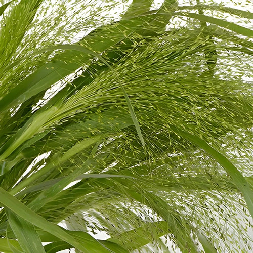 Bulk Explosion Grass