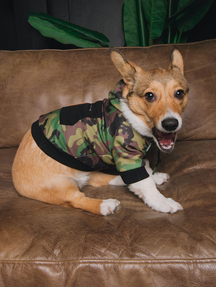 Camo Dog Hoodie