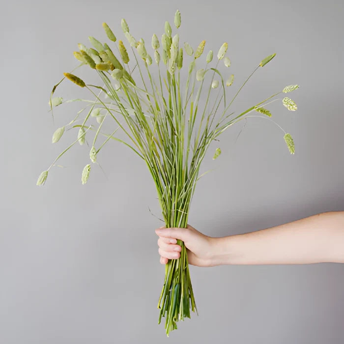 Fresh cut greens canary wholesale bulk green grass filler flowers