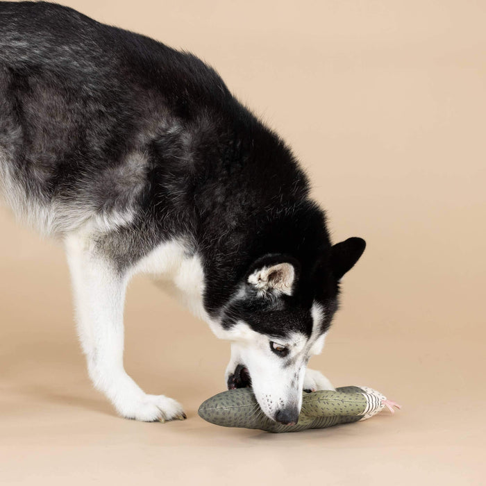 CANVAS SQUEAKER DOG TOY I CAN BE A BIT PRICKLY
