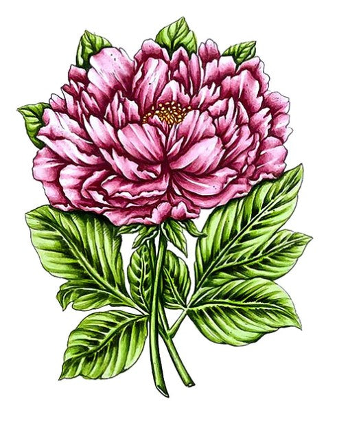 Couture Creations - Stamp and Colour - Peony. This beautiful five piece Peony Stamp and Colour Set which is part of the “Vintage Blooms” collection will make a great addition and will be perfect for cards and projects. Approx. 100 x 130mm | 3.9 x 5.1in. Available at Embellish Away located in Bowmanville Ontario Canada.