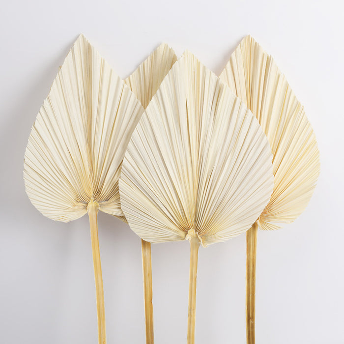 Dried Palm Leaves Natural Dried Fan Leaf Palm Boho Decor