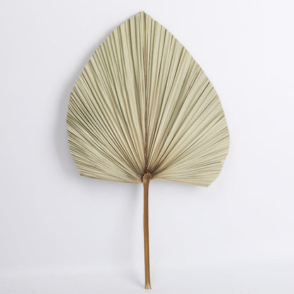 Dried Palm Leaves Natural Dried Fan Leaf Palm Boho Decor
