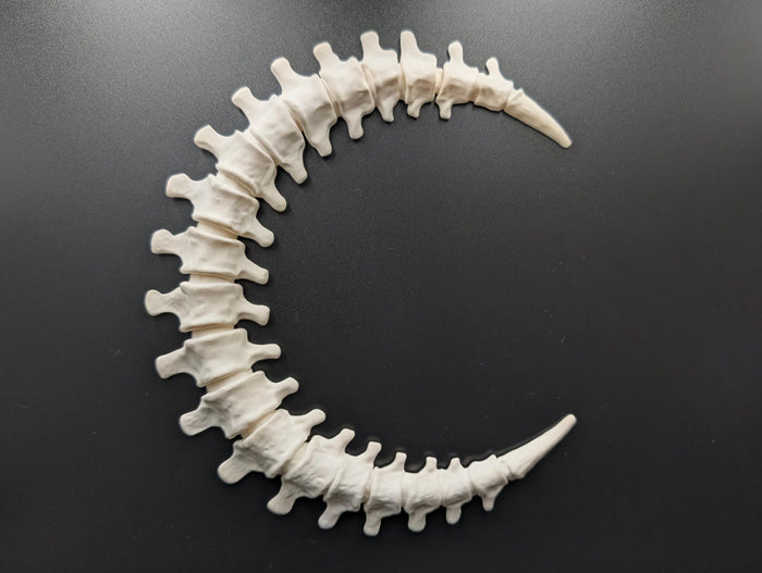 Gothic Anatomy Spine Wall Sculpture - Customizable Elegant Weird Bone Structure
