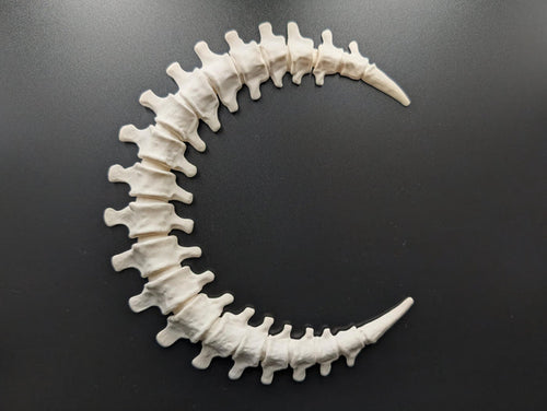 Gothic Anatomy Spine Wall Sculpture - Customizable Elegant Weird Bone Structure