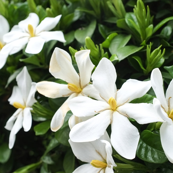 Honeysuckle Gardenia Fragrance Oil 757