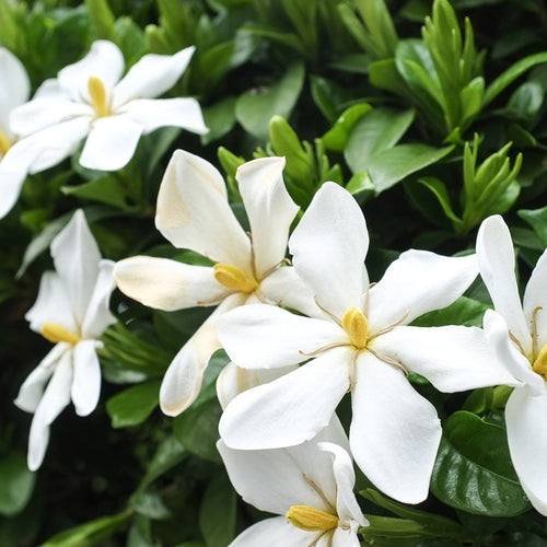 Honeysuckle Gardenia Fragrance Oil 757