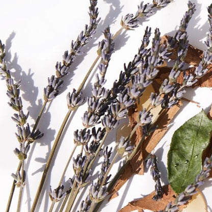 Lavender Chillax Duo Bundle | Hydra Bloom