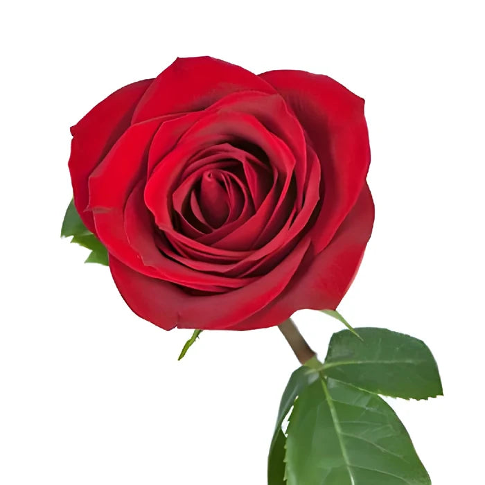 Love Song Red Rose
