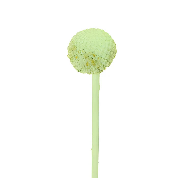Mint Green Tinted Craspedia Billy Balls