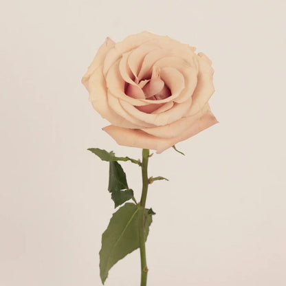 Mother Of Pearl Blush Rose Stem - Image