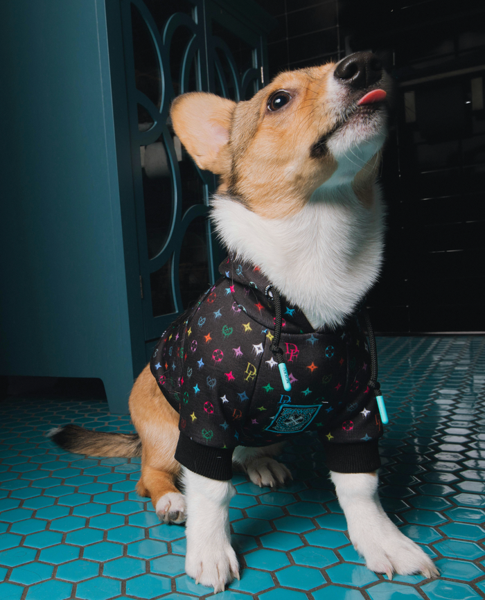 Multi Drip Bougie Dog Hoodie