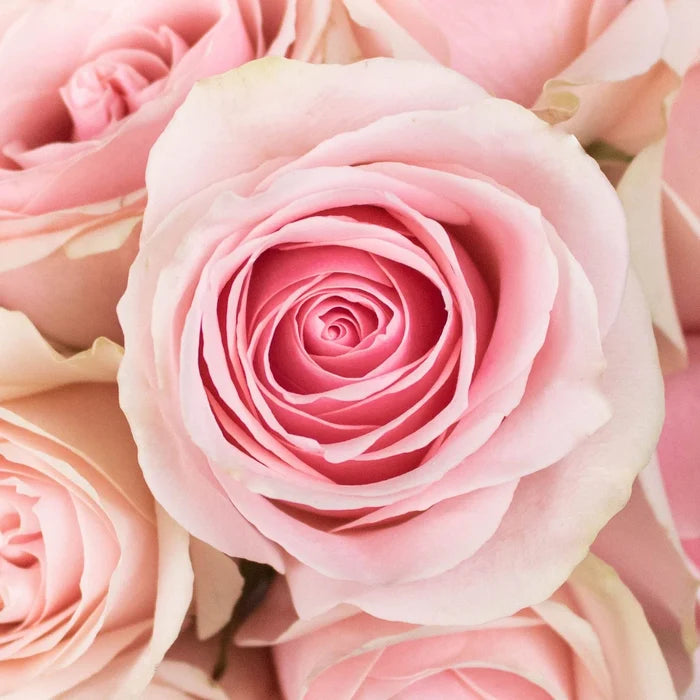Frutteto Light Pink Rose Up Close