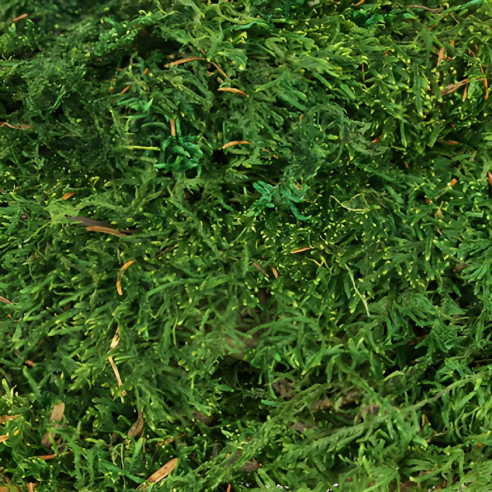 Preserved Sheet Moss
