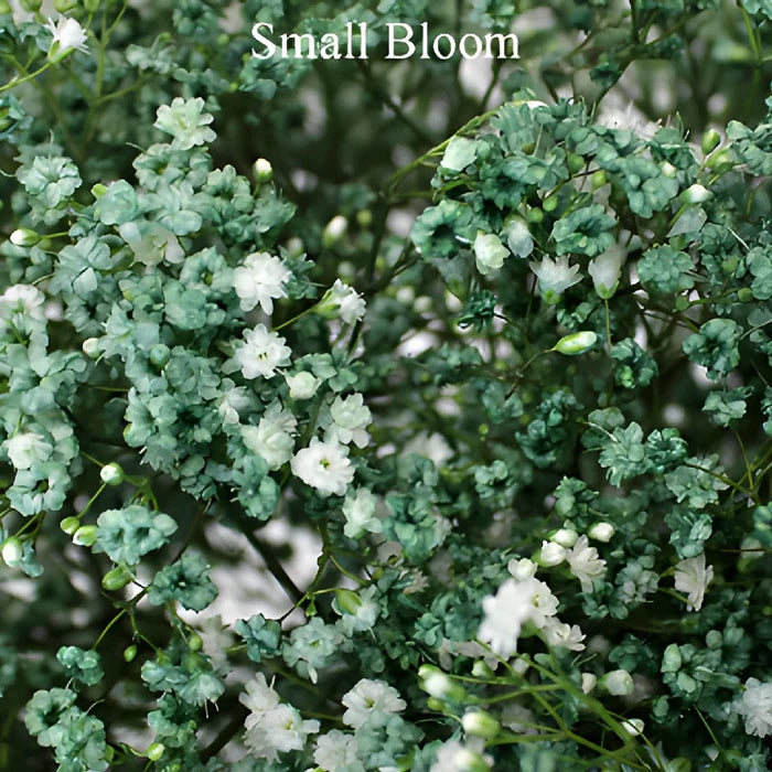 Seafoam Green Airbrushed Baby's Breath Flower