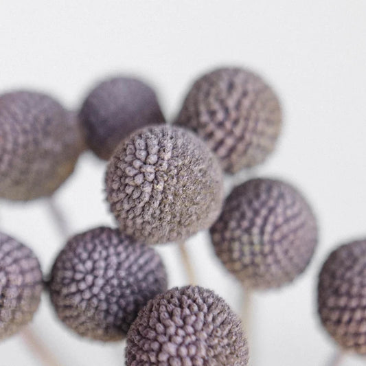 Craspedia Billy Balls Silver Close Up - Image