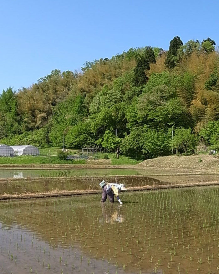 SKURO Rice - Koshihikari Brown