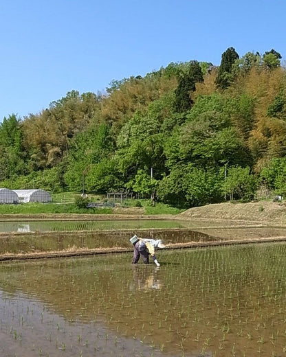 SKURO Rice - Koshihikari Brown