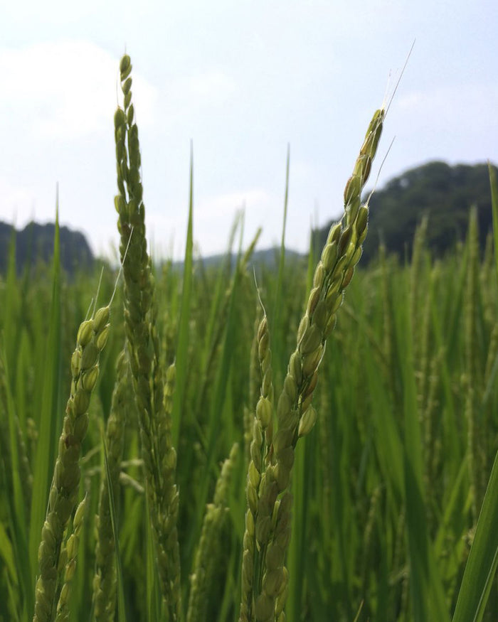 SKURO Rice - Koshihikari Brown