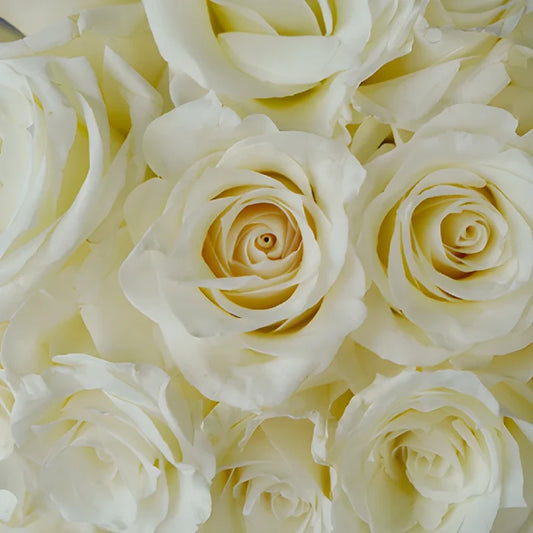 Snow Bliss Wholesale Roses
