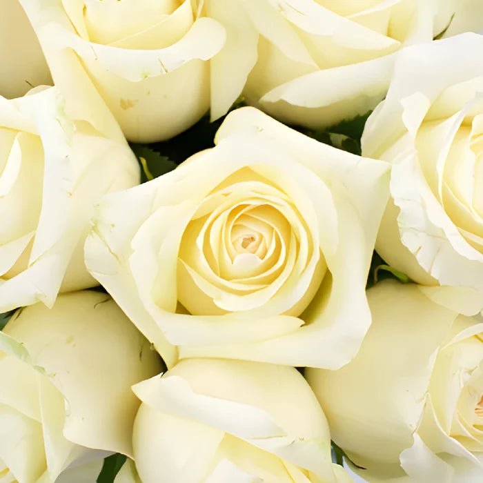 Sublime Champagne Bulk Rose