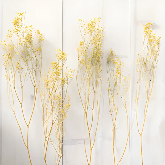 Yellow Dried Baby's Breath Flower