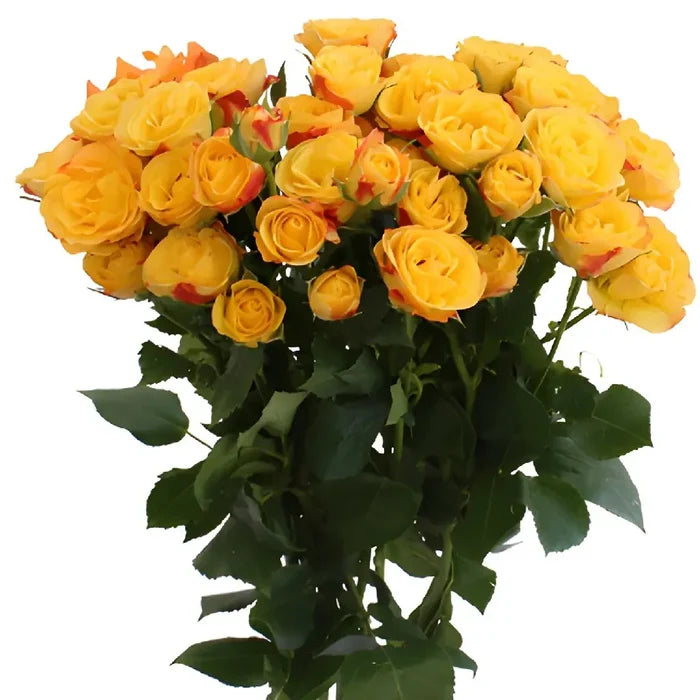 Yellow with Red Accents Spray Roses