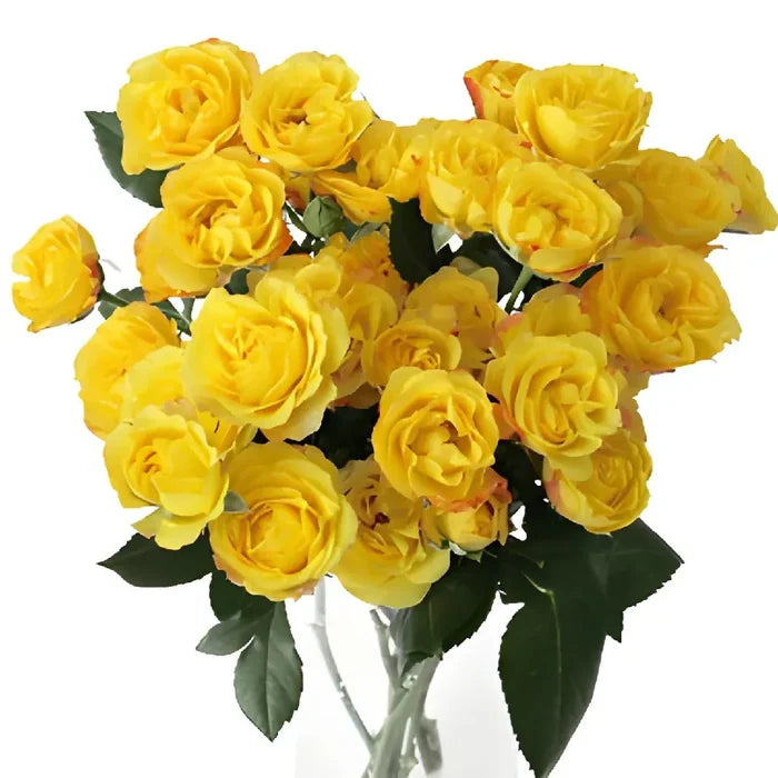 Yellow with Red Accents Spray Roses